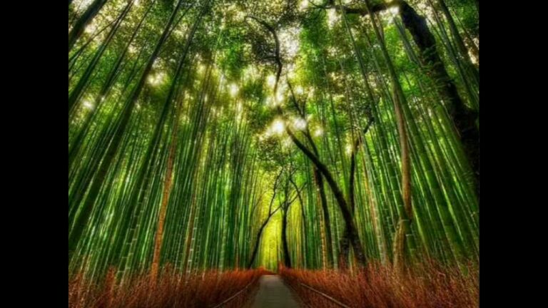 Atención plena en el bosque de bambú: crecimiento; sonido y esbeltez