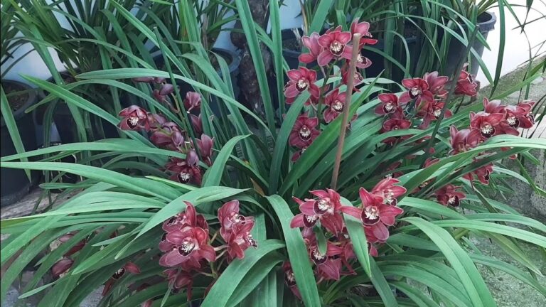 Atención plena en el invernadero de orquídeas: rarezas; colores y floraciones espectaculares