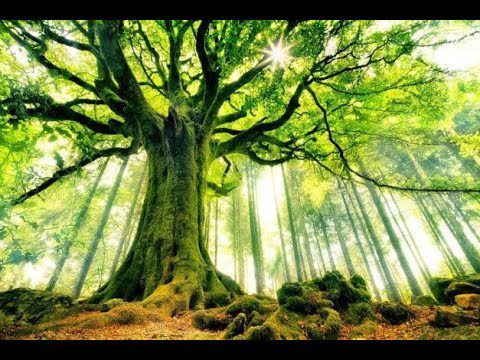 Entre árboles centenarios: meditando en bosques milenarios
