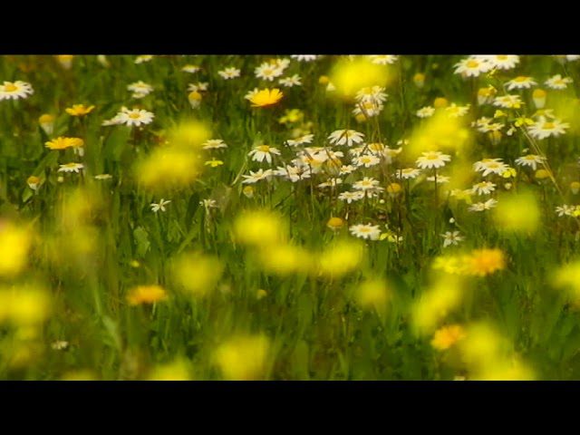 Entre flores silvestres: meditación en prados y campos
