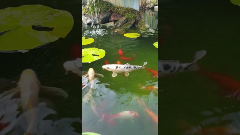 Inspiración en el estanque koi: movimientos; colores y paz en el agua