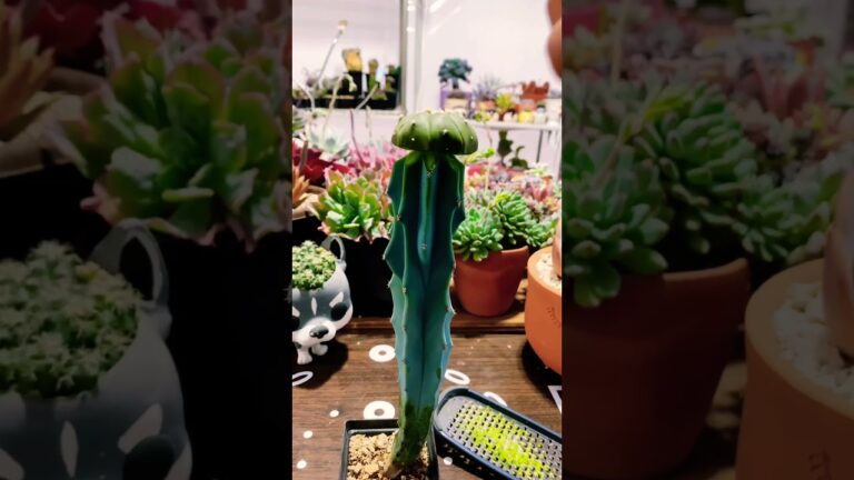 Inspiración en el invernadero de cactus: resistencia; espinas y adaptación