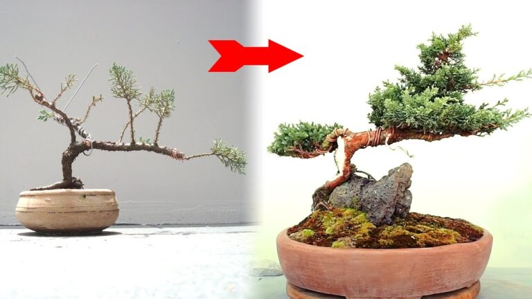 Inspiración en el vivero de bonsáis: crecimiento; poda y paciencia