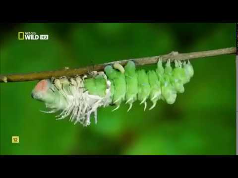 Inspiración en el zoológico de insectos raros: pequeñez; diversidad y maravillas microscópicas