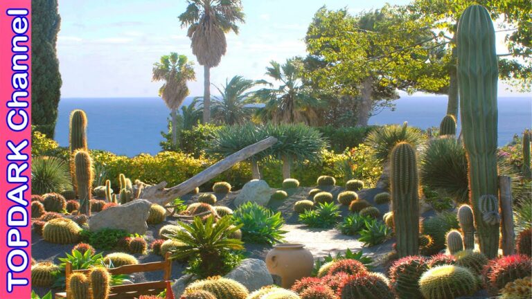 Inspiración entre cactus: meditando en jardines xerófilos