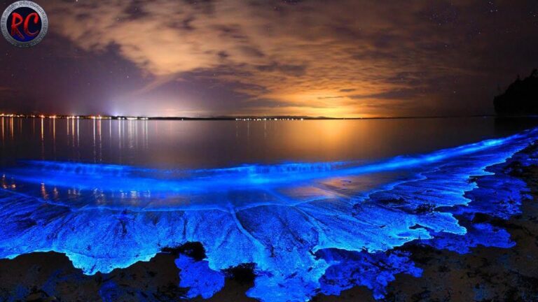 Mar de Estrellas: Mindfulness en Playas Bioluminiscentes