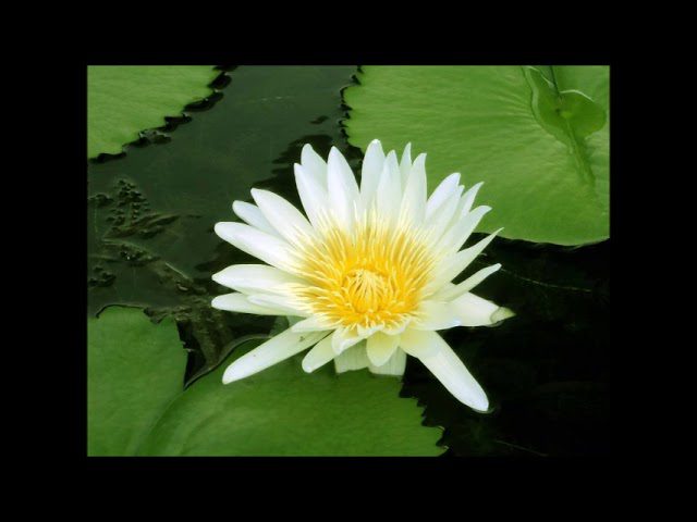Meditación en estanques de lirios: Belleza flotante y reflexiones profundas