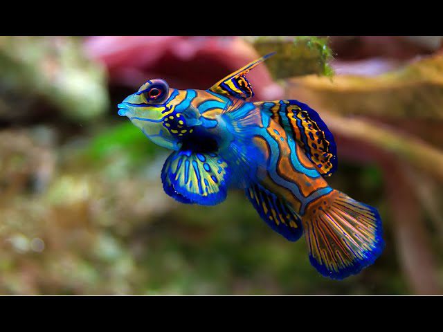 Meditación y corales marinos: Bajo el agua; entre colores y vida