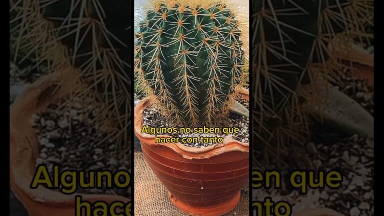 Meditando en el recinto de los cactus: espinas; resistencia y belleza árida