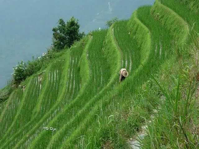 Meditando en terrazas de arroz: paisajes escalonados y serenidad