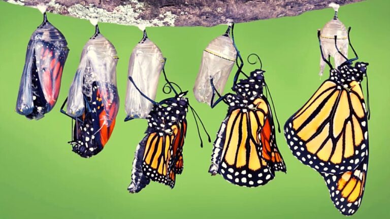 Mindfulness y ciencia de las mariposas: Metamorfosis y atención al detalle