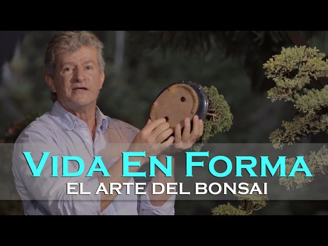Mindfulness y el arte del bonsái: Pequeños mundos de contemplación