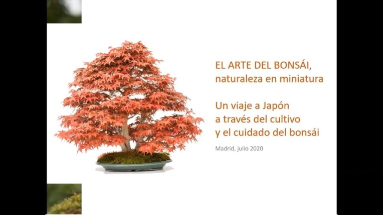 Mindfulness y estudio del bonsái: Naturaleza en miniatura y cuidado
