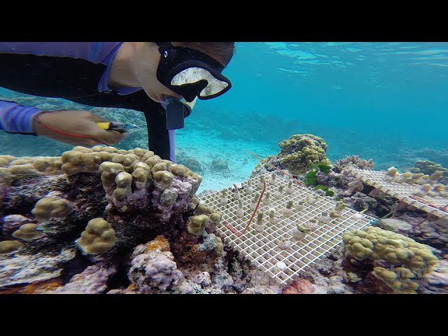 Misterios Subacuáticos: Mindfulness en Arrecifes de Coral