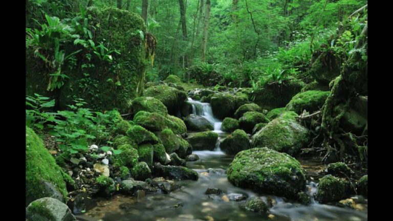 Río de Serenidad: Mindfulness en Aguas Tranquilas