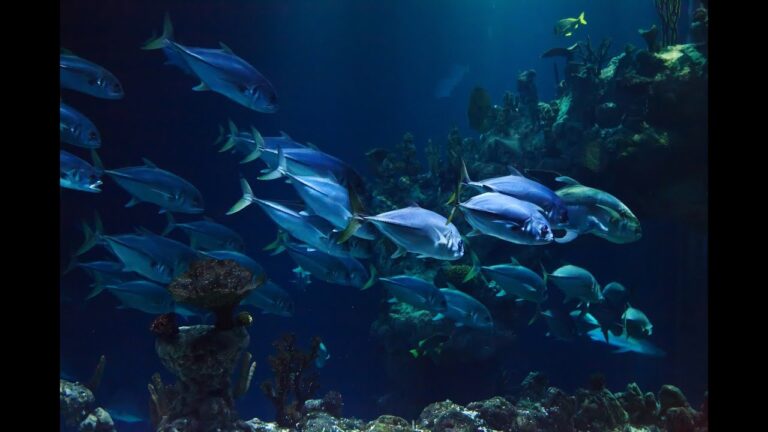 Sonidos subacuáticos: explorando la meditación bajo el agua